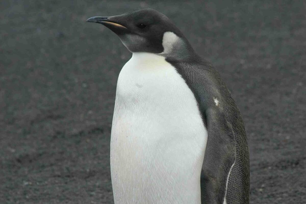 Especie de pingüino emperador podría reducirse a la mitad de la población de para la década de 2080 por calentamiento global