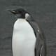 Especie de pingüino emperador podría reducirse a la mitad de la población de para la década de 2080 por calentamiento global