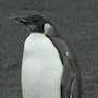 Especie de pingüino emperador podría reducirse a la mitad de la población de para la década de 2080 por calentamiento global