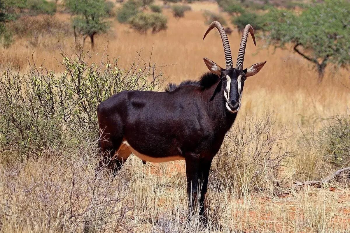 Angola casi perdió su animal nacional debido a la caza furtiva, así lo rescataron