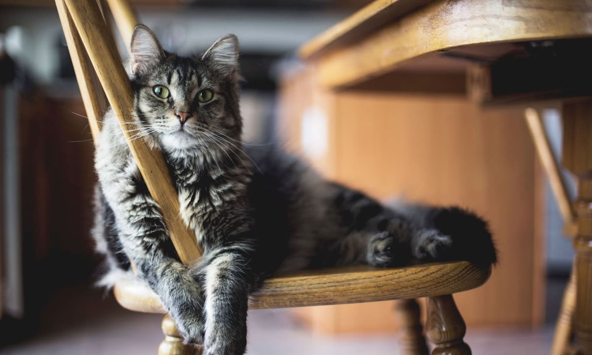 Veterinarios recomiendan la “gatificación” del hogar para evitar que la vida de su mascota se reduzca de 15 a solo 7 años por los peligros mortales de deambular libremente por la ciudad | Archivo GH