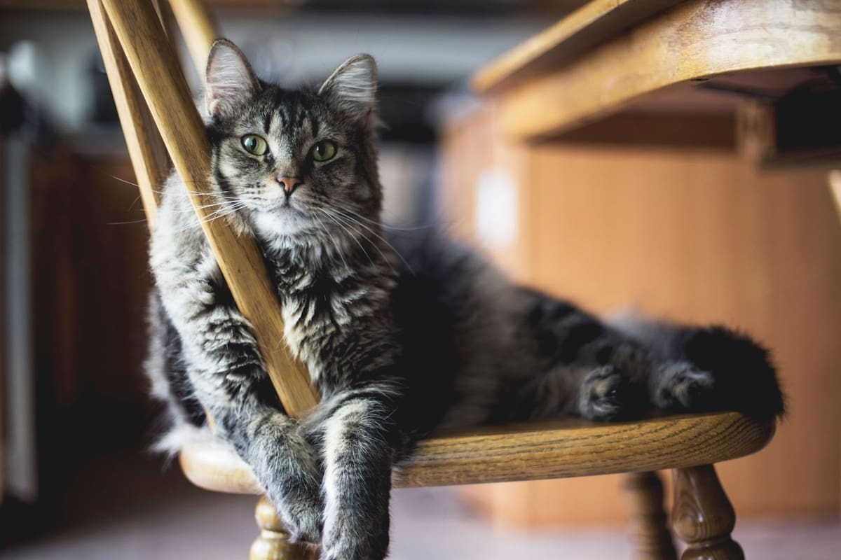 Veterinarios recomiendan la “gatificación” del hogar para evitar que la vida de su mascota se reduzca de 15 a solo 7 años por los peligros mortales de deambular libremente por la ciudad