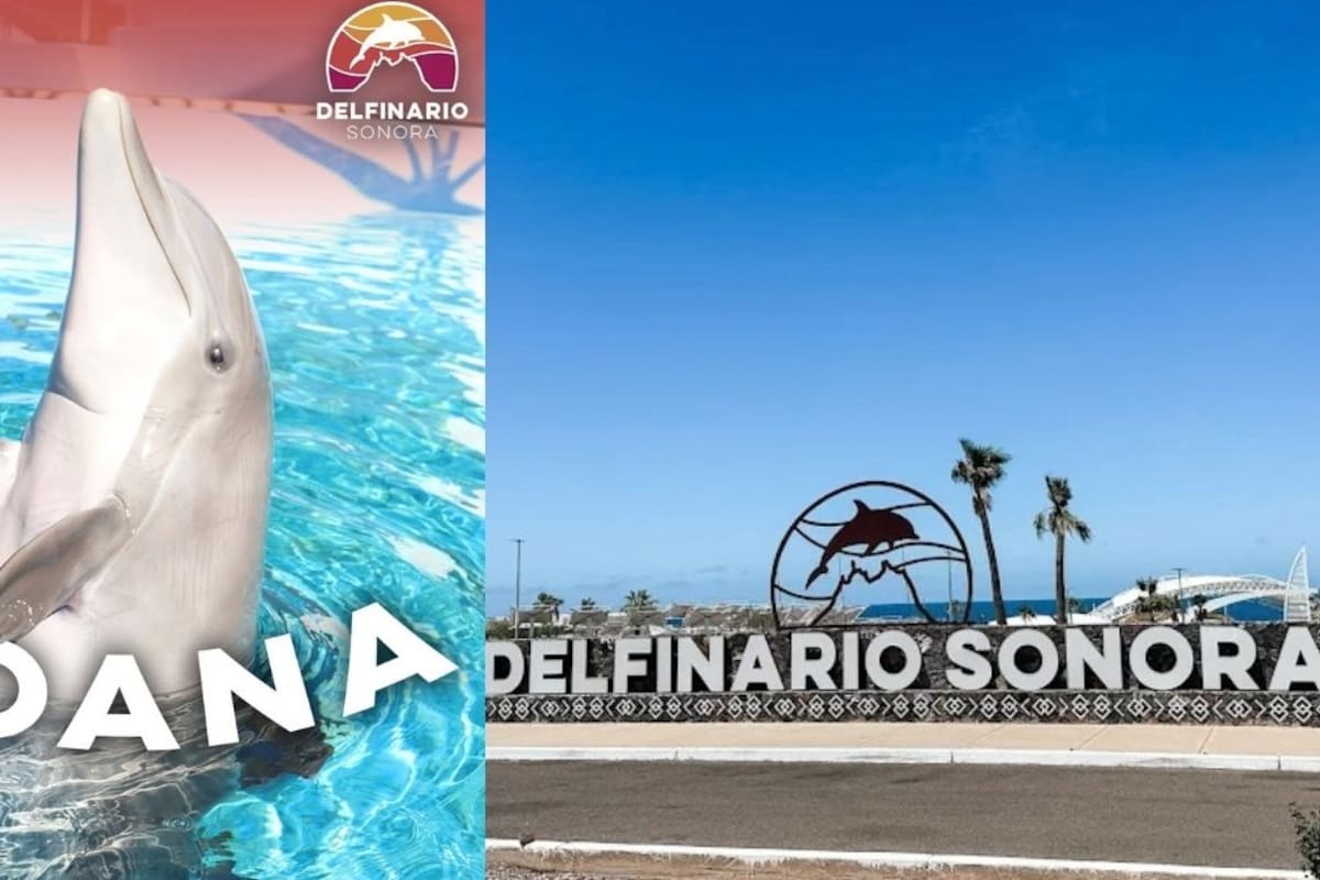 Muere Moana, delfín de 8 años del Delfinario Sonora en Guaymas; aún no se sabe qué causó su muerte y el recinto permanece cerrado por daños del huracán Polo