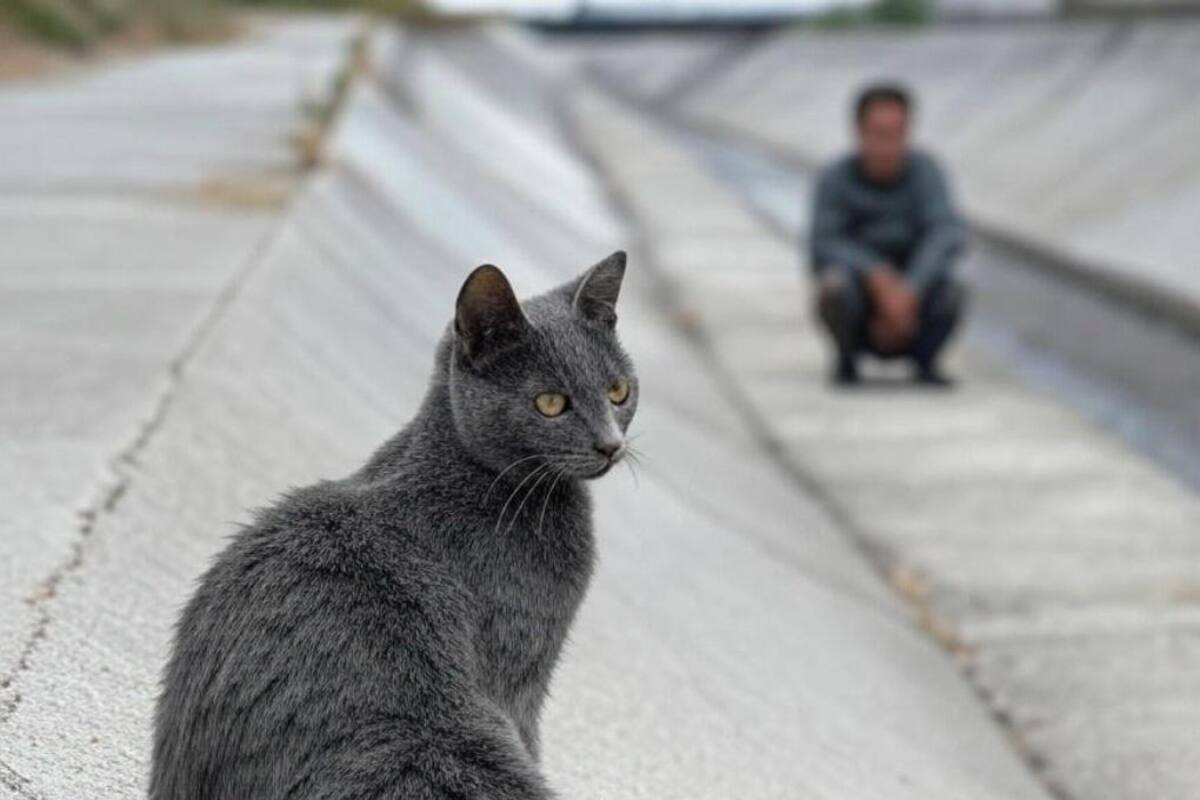 Vinculan a proceso a hombre por matar a un gato al prenderle fuego en San Juan del Río, Querétaro