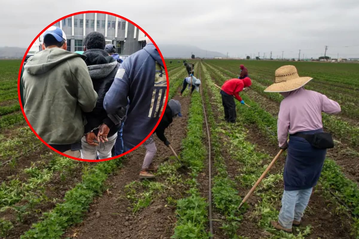 “Sin estos trabajadores, no habrá comida”: Productores de leche, frutas y verduras en EEUU denuncian que migrantes no están regresando al campo por temor a ser detenidos por ICE