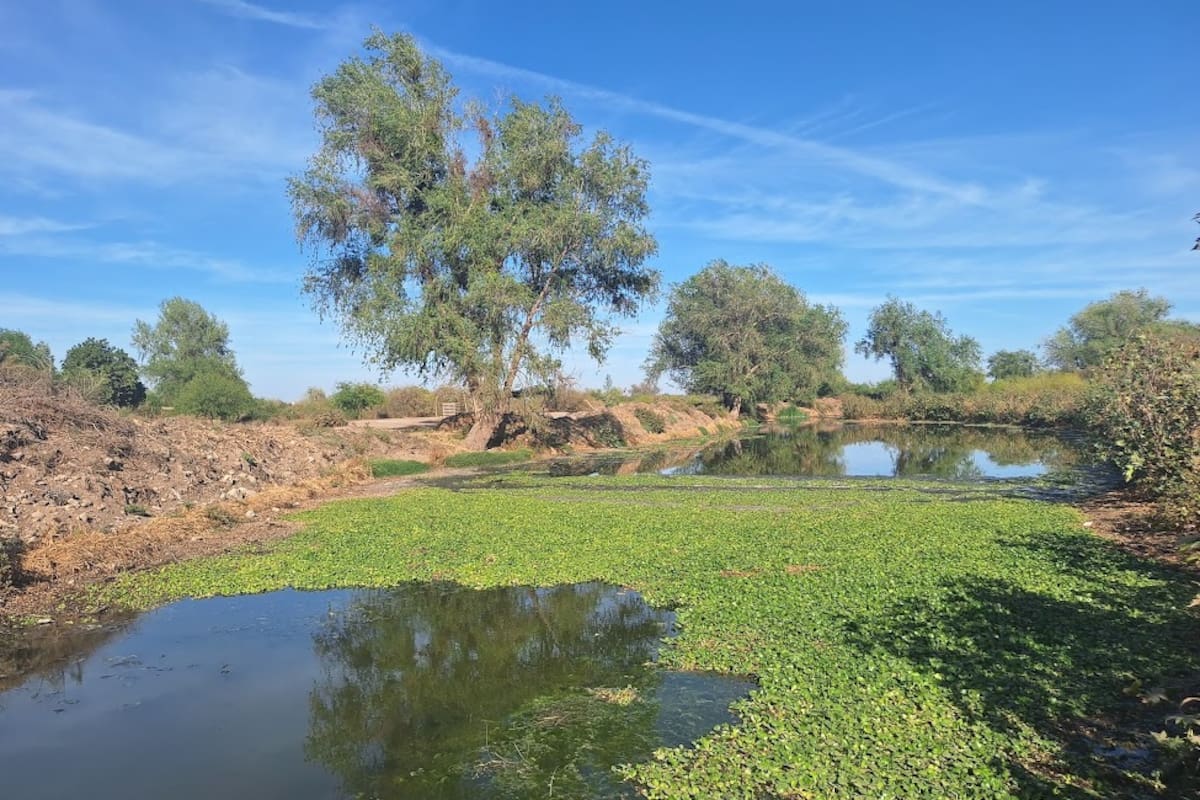 Falta de plantas tratadoras en el Sur de Sonora agrava contaminación del río Mayo