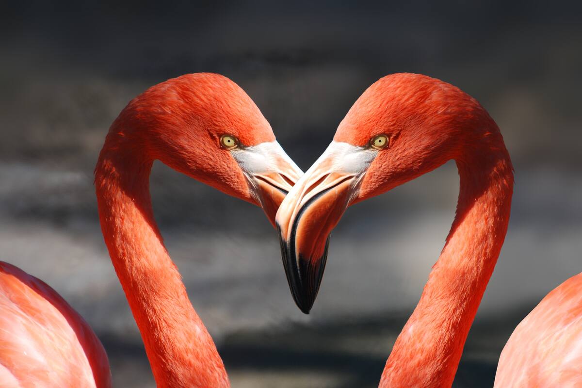 Pareja de flamencos del mismo sexo está criando exitosamente un polluelo en Inglaterra