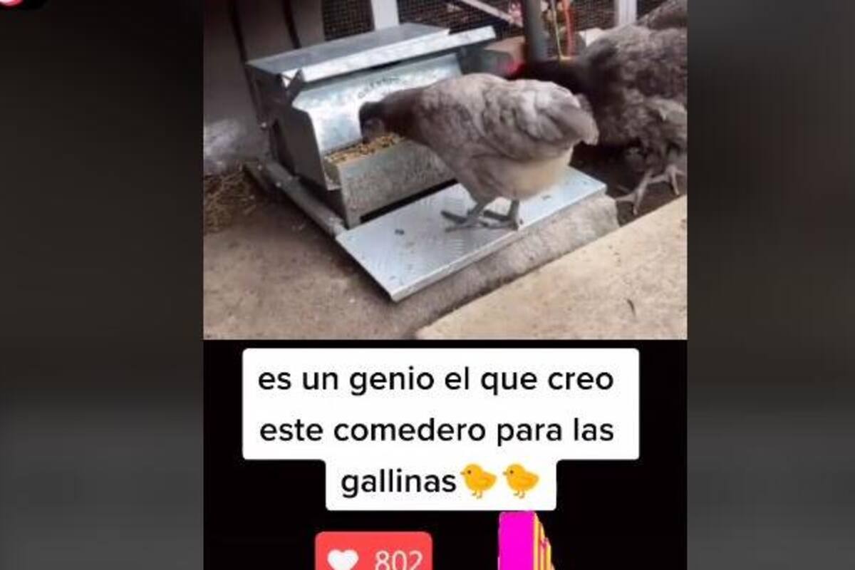 Hombre fabrica un comedero especial para sus aves
