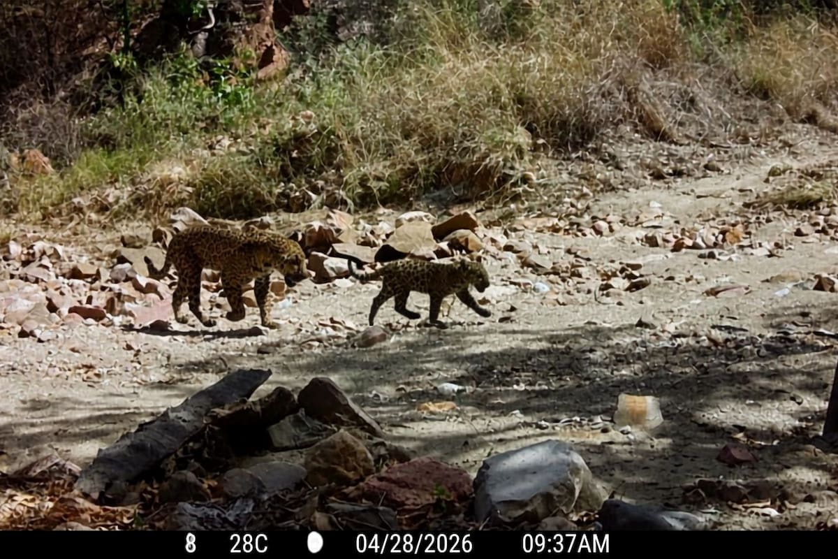 Documentan en Sahuaripa, Sonora, al décimo cachorro de jaguar registrado en 20 años; tiene entre cuatro y cinco meses y buscan nombre para la cría