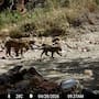 Documentan en Sahuaripa, Sonora, al décimo cachorro de jaguar registrado en 20 años; tiene entre cuatro y cinco meses y buscan nombre para la cría