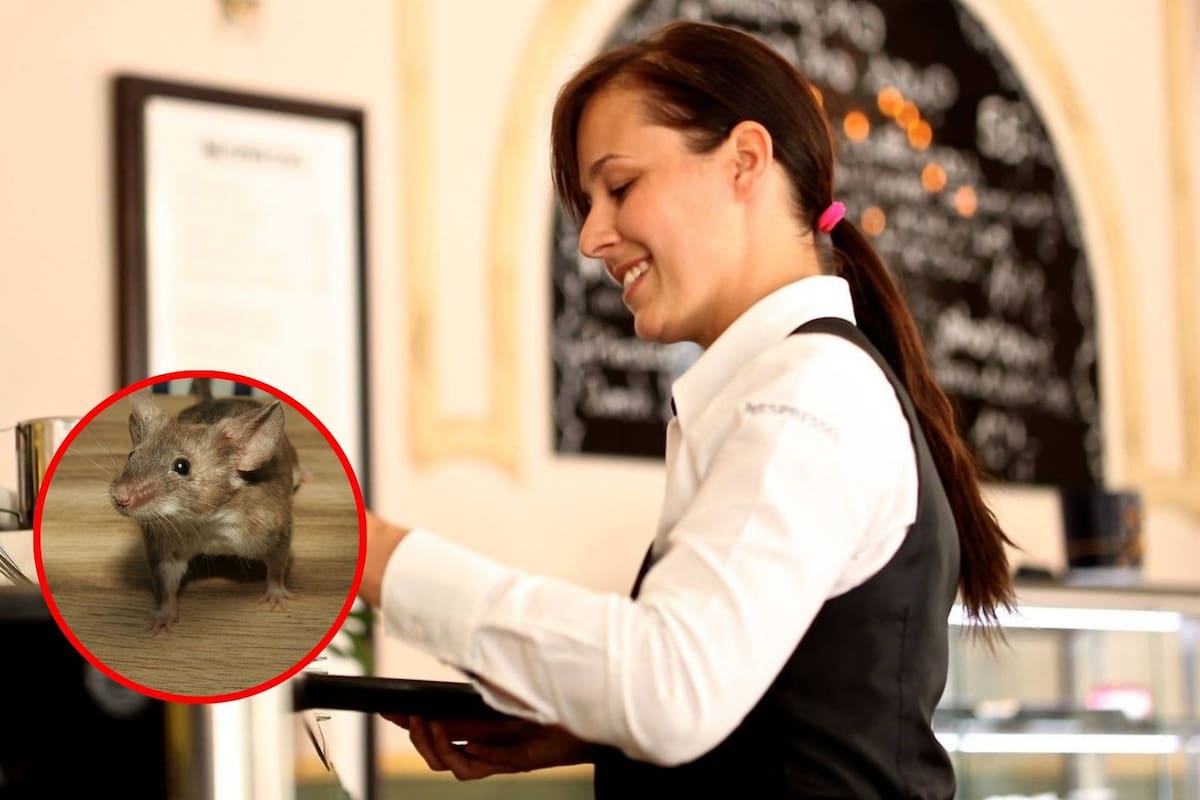 Cierran 66 negocios de alimentos en Ciudad Juárez por presencia de plagas e irregularidades sanitarias