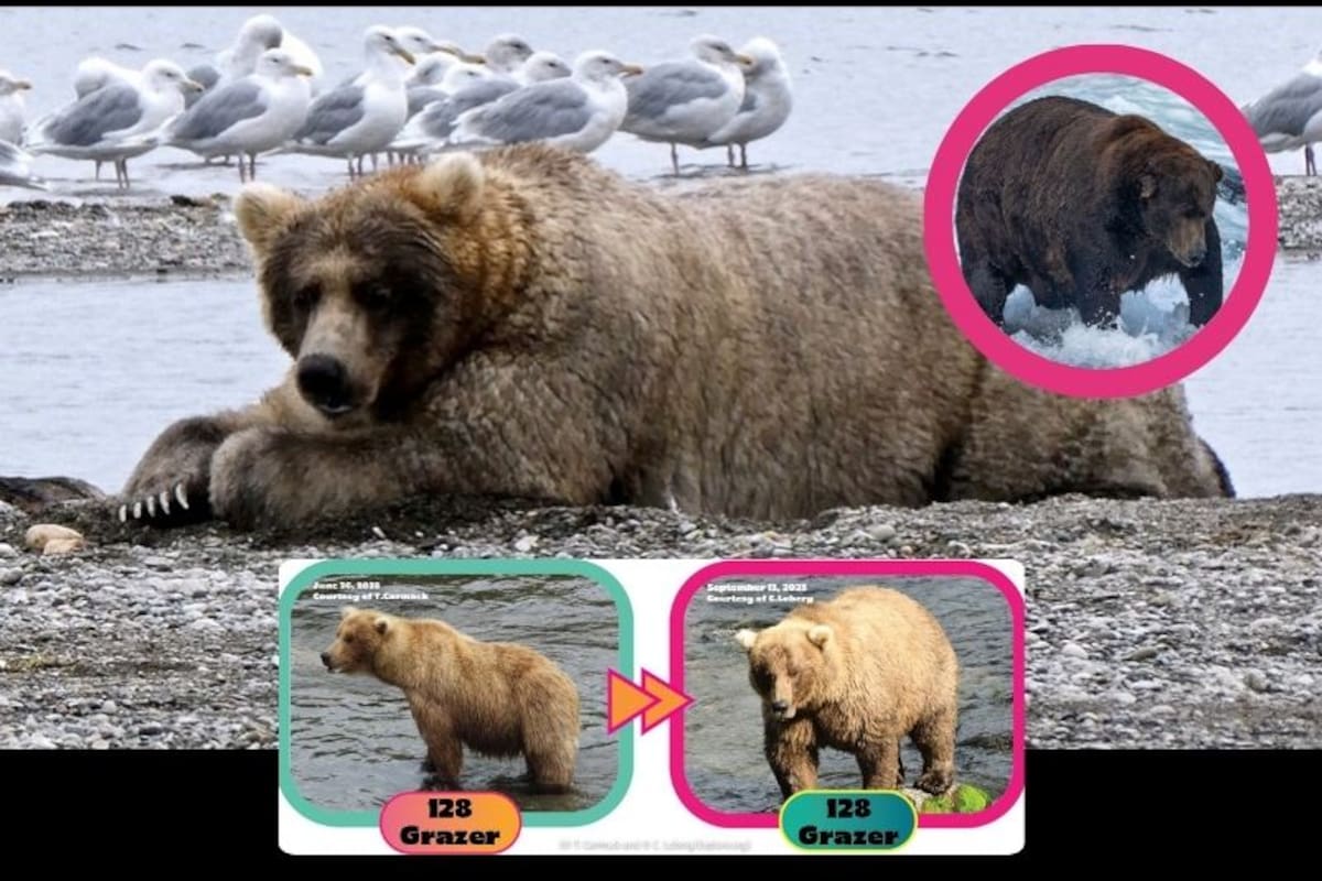 Fat Bear Week: El concurso global que celebra la supervivencia de los osos pardos