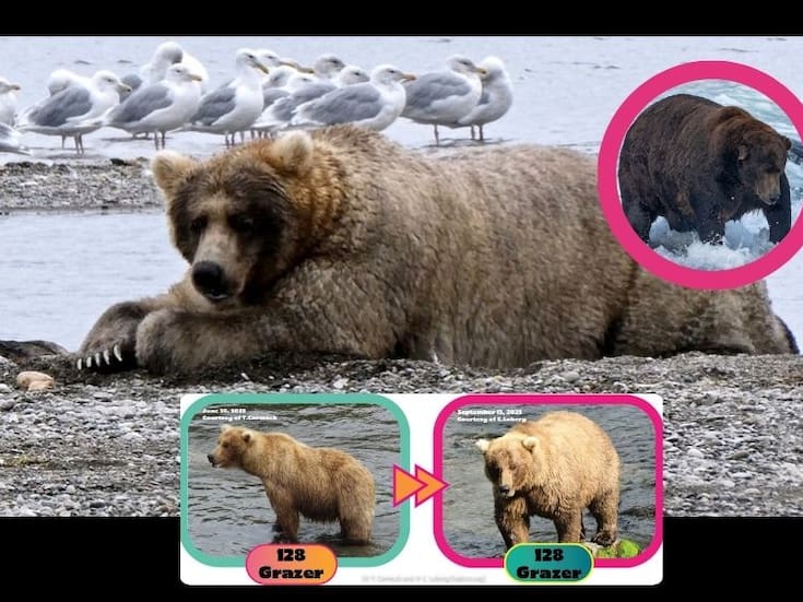 Fat Bear Week: El concurso global que celebra la supervivencia de los osos pardos