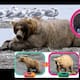 Fat Bear Week: El concurso global que celebra la supervivencia de los osos pardos