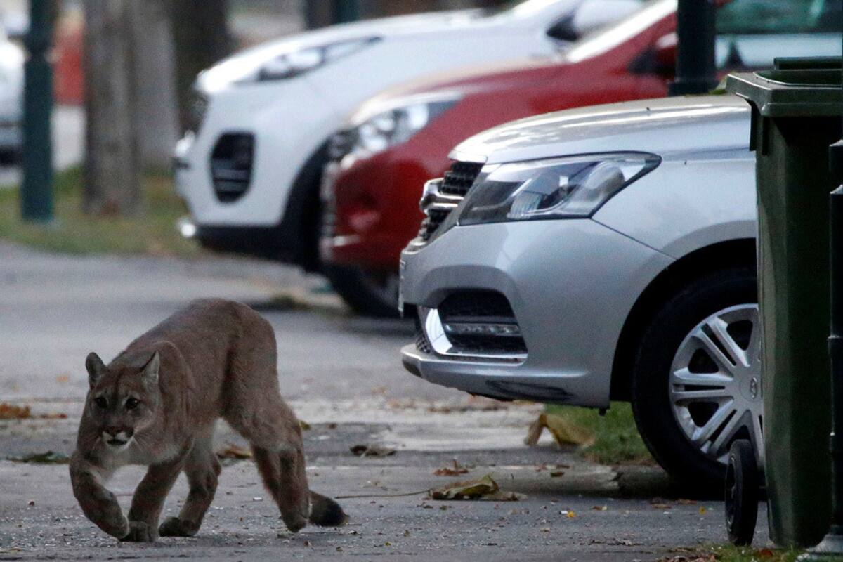 Puma deambula por las calles de Santiago de Chile en plena cuarentena