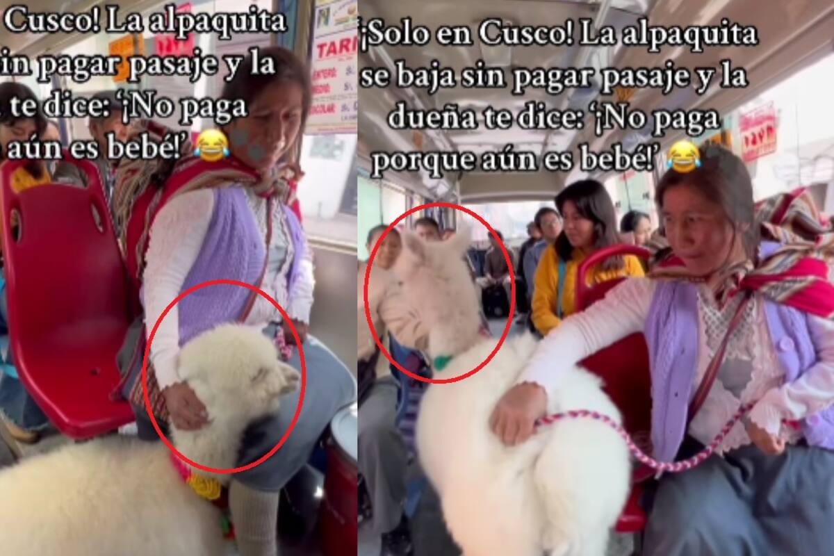 Con estilo y sin prisa: mujer viaja con su alpaca en transporte público y se vuelve viral en Perú
