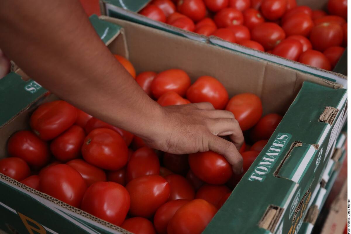 Productores sonorenses logran un buen precio para el tomate