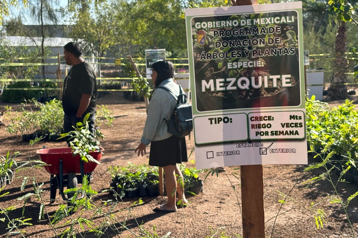 Donarán 13 mil plantas en viveros municipales de Mexicali