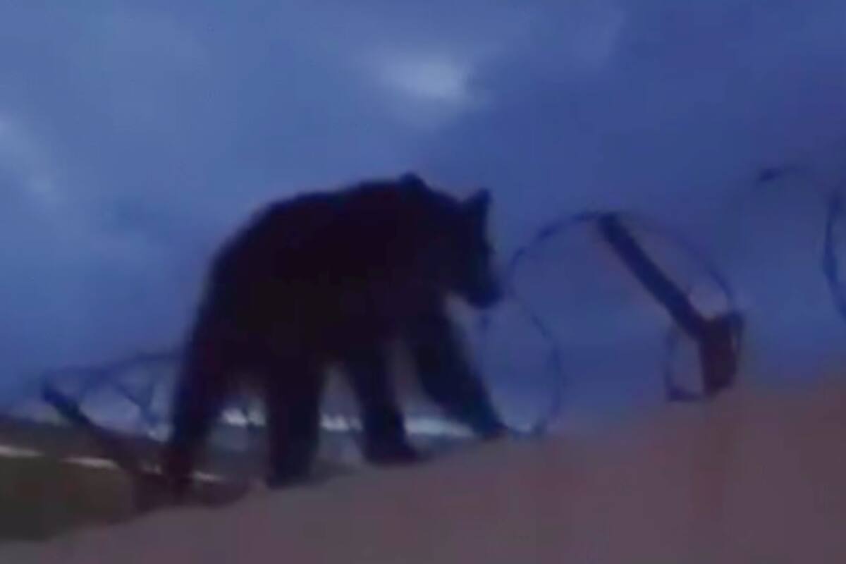 ¡Sorpresa salvaje en Ímuris! Oso aparece en zona urbana y regresa solo a su hábitat