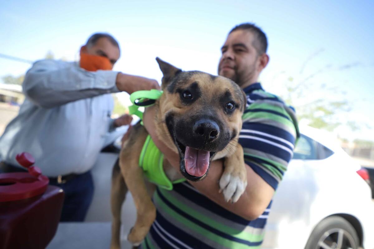Invitan a aprovechar vacuna antirrábica para perros y gatos