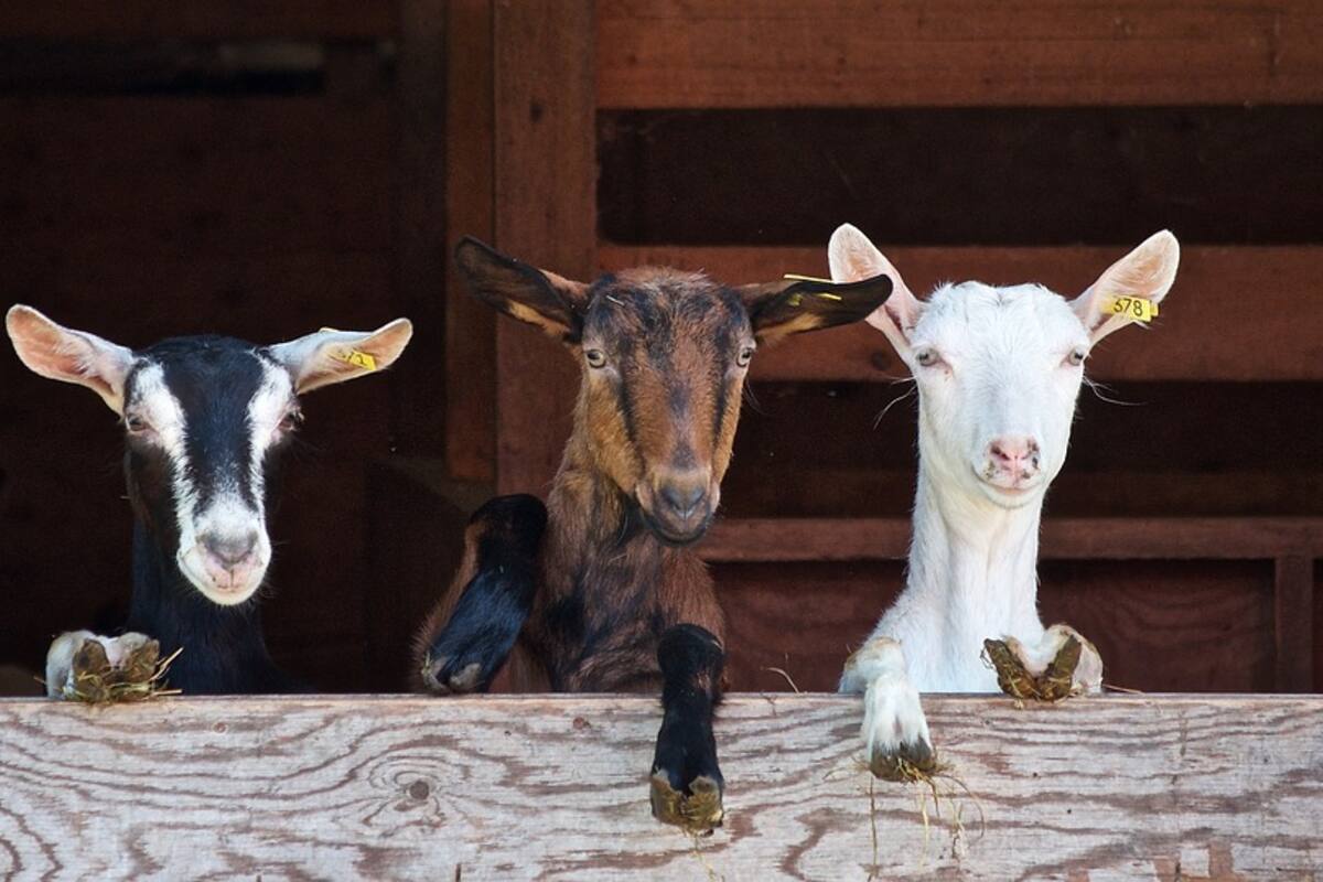 Granja 'renta' cabras para amenizar reuniones virtuales