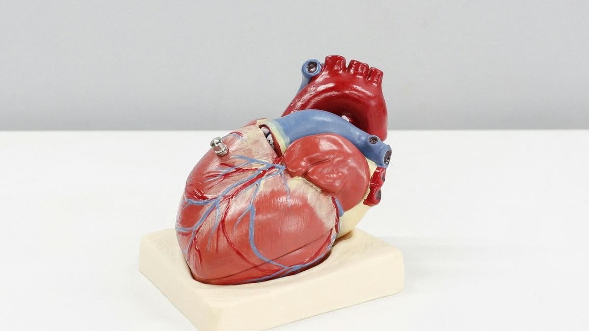 La grasa acumulada en el abdomen puede ser un mejor indicador de problemas del corazón. | Foto: Ilustrativa.