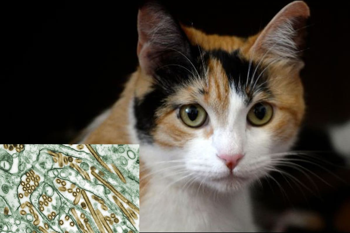 Gato de San Diego muere por sospecha de gripe aviar, primer caso del condado