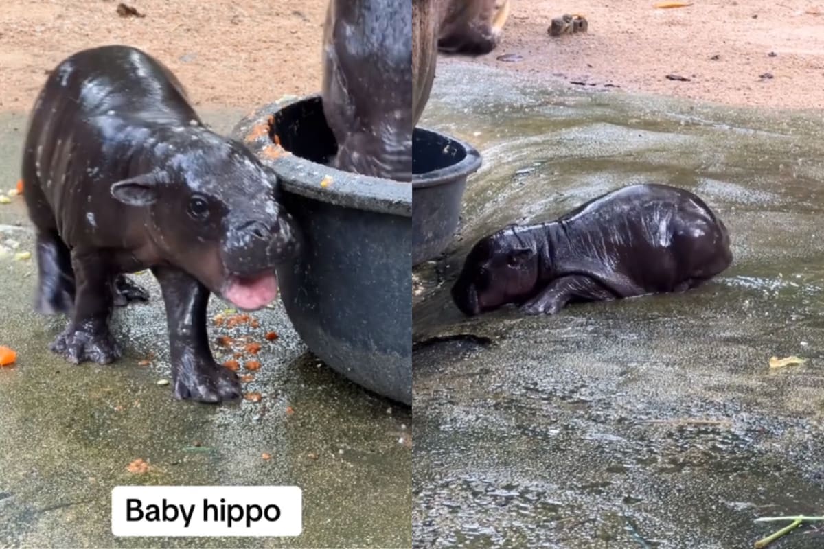 El adorable hipopótamo bebé se ha convertido en una celebridad de la noche a la mañana, pero ha sufrido acoso por parte de sus fanáticos