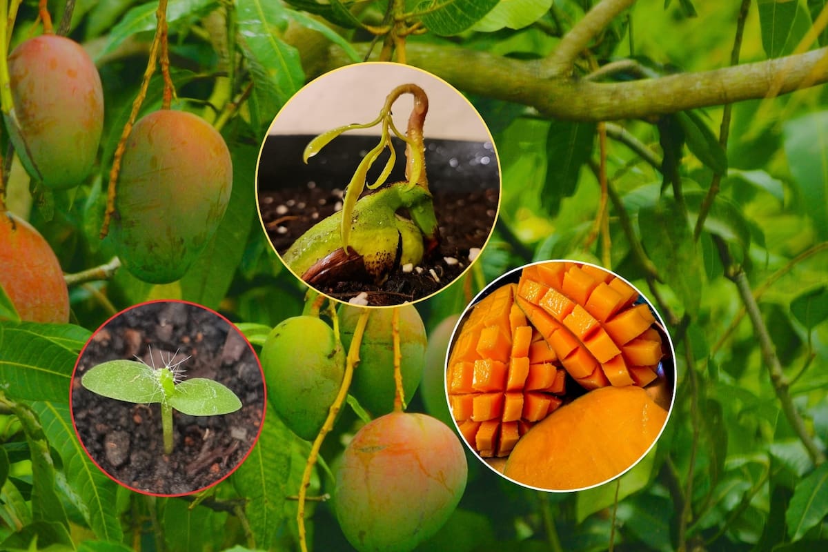Cómo cultivar un árbol de mango en tu casa o departamento: en el jardín o en maceta, esta planta tropical trae frescura a tu hogar