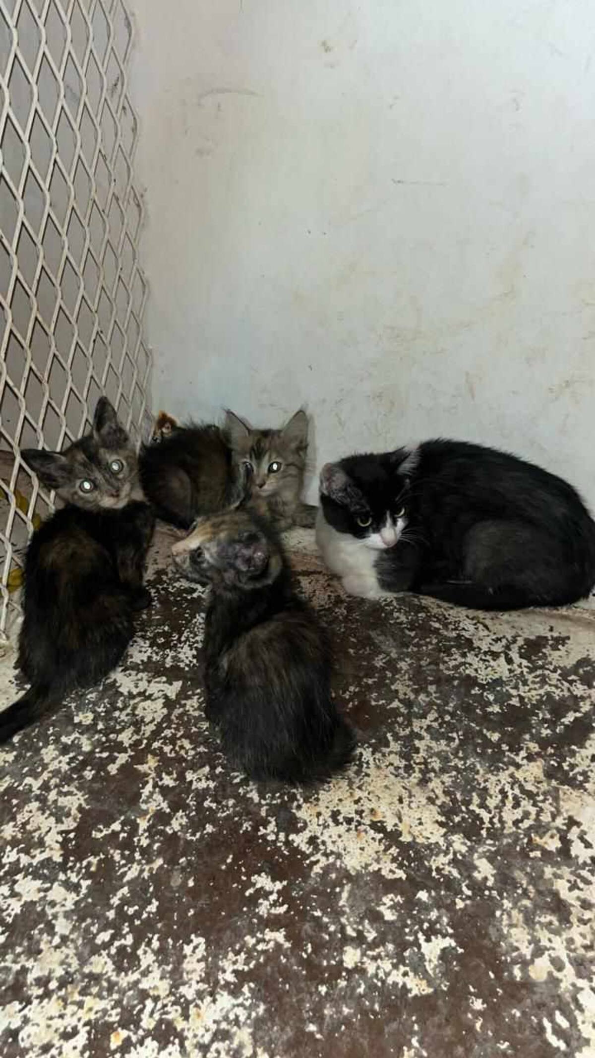 La fiscalía aseguró que actuó conforme a la ley y seguirá atendiendo denuncias de crueldad animal. Foto: Cortesía