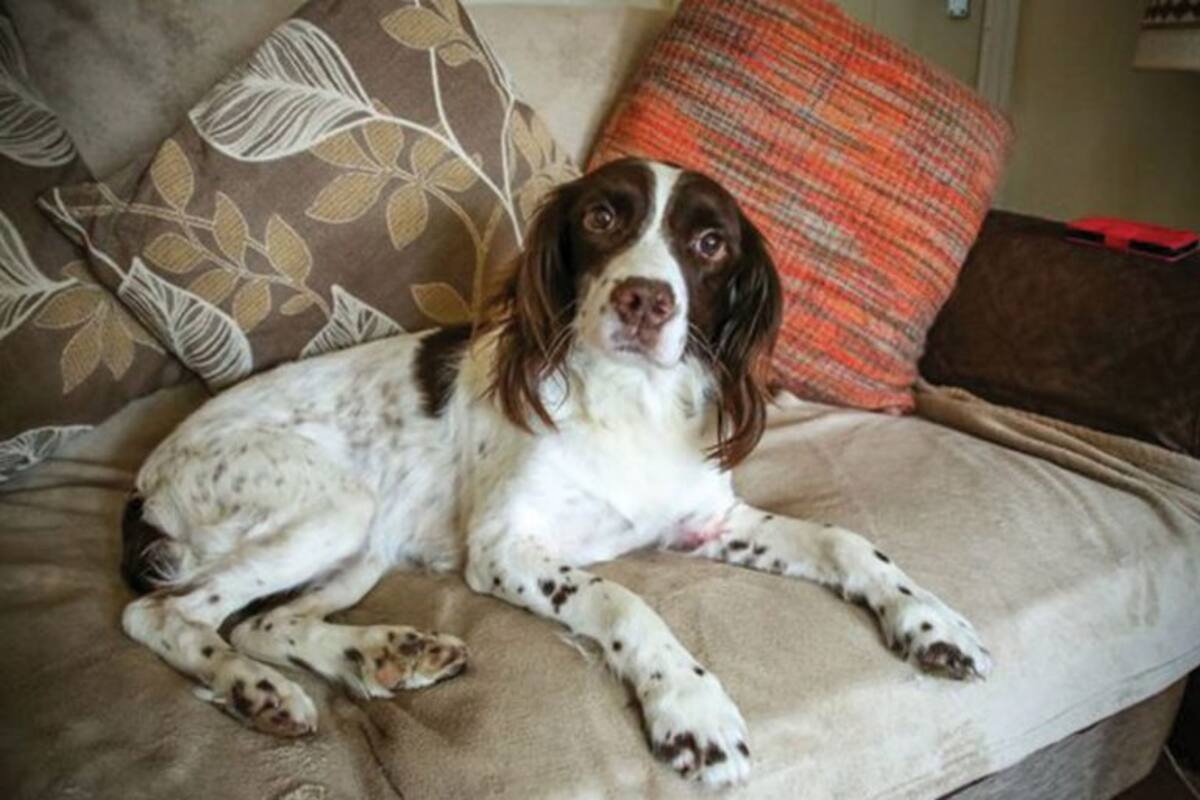 Salvan a perro al realizarle injerto con piel de pez