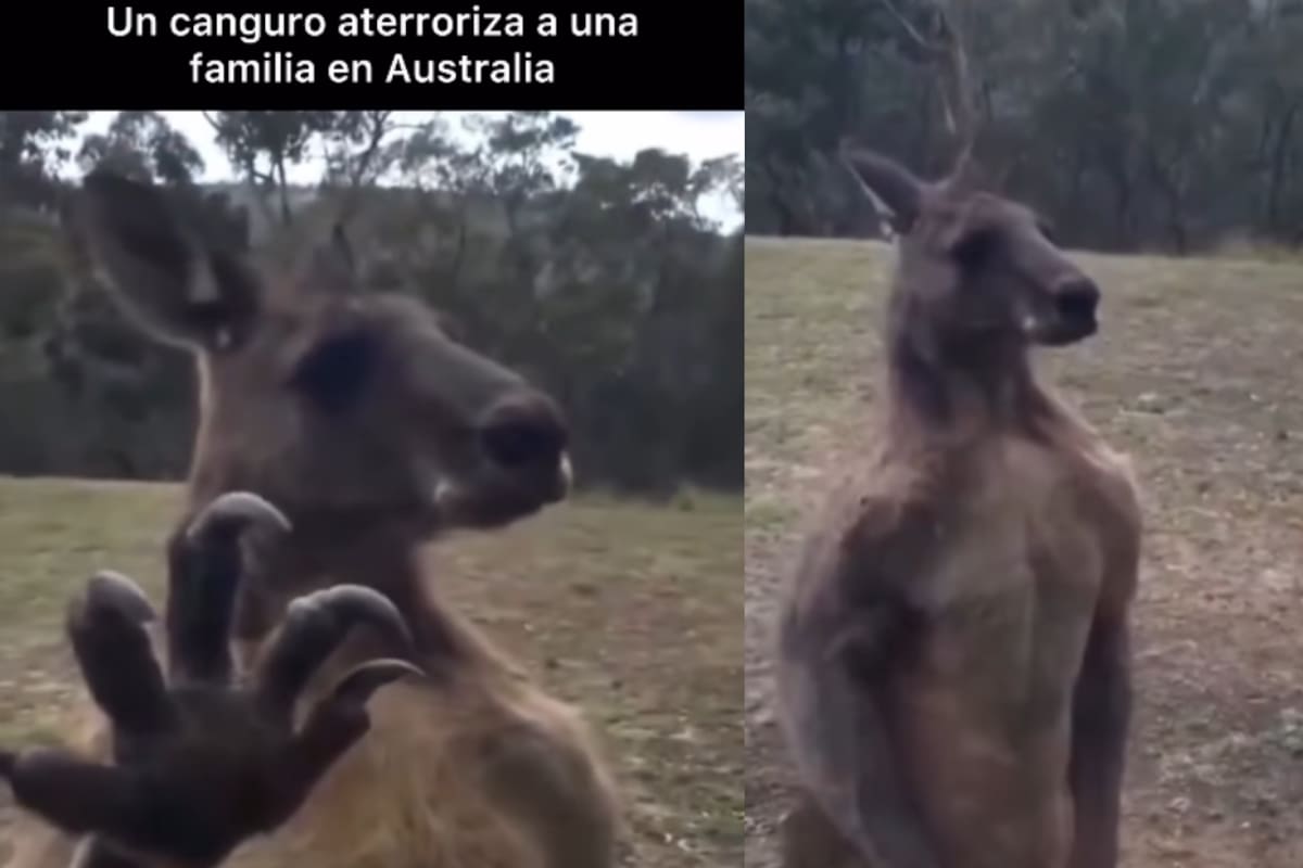 Familia capta a un canguro posado sobre el ventanal de su casa: los miró fijamente y comenzó a golpearlo