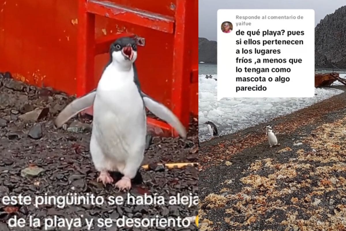 “Es importante saber idiomas”: Pingüino se pierde y un hombre se comunica con él imitándolo