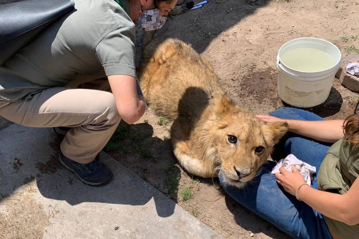 Peligra vida del león africano encontrado en Ecatepec