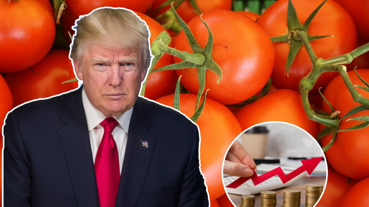 Arancel de 17% impuesto por Trump reduce siembra en México y eleva el precio del tomate hasta 50 pesos por kilo, impactando inflación y consumo