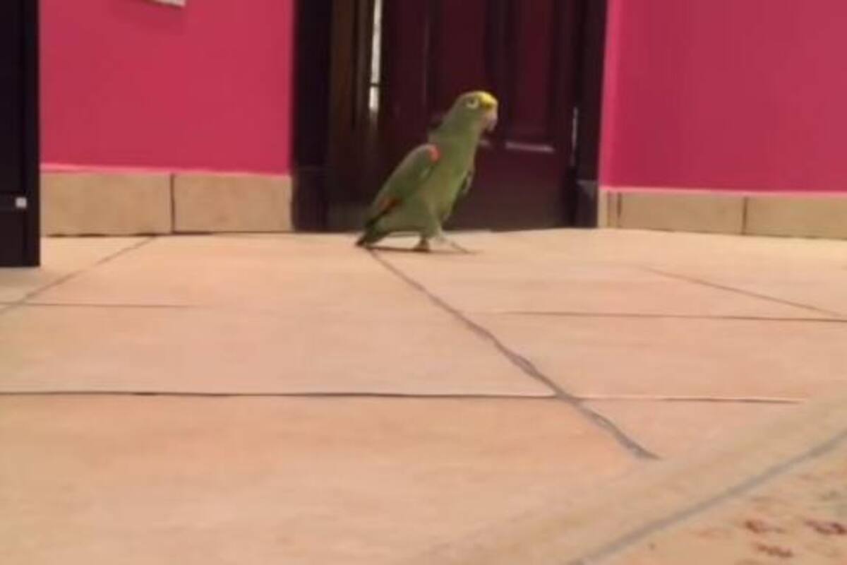 Loro llama la atención en internet por reírse como villano