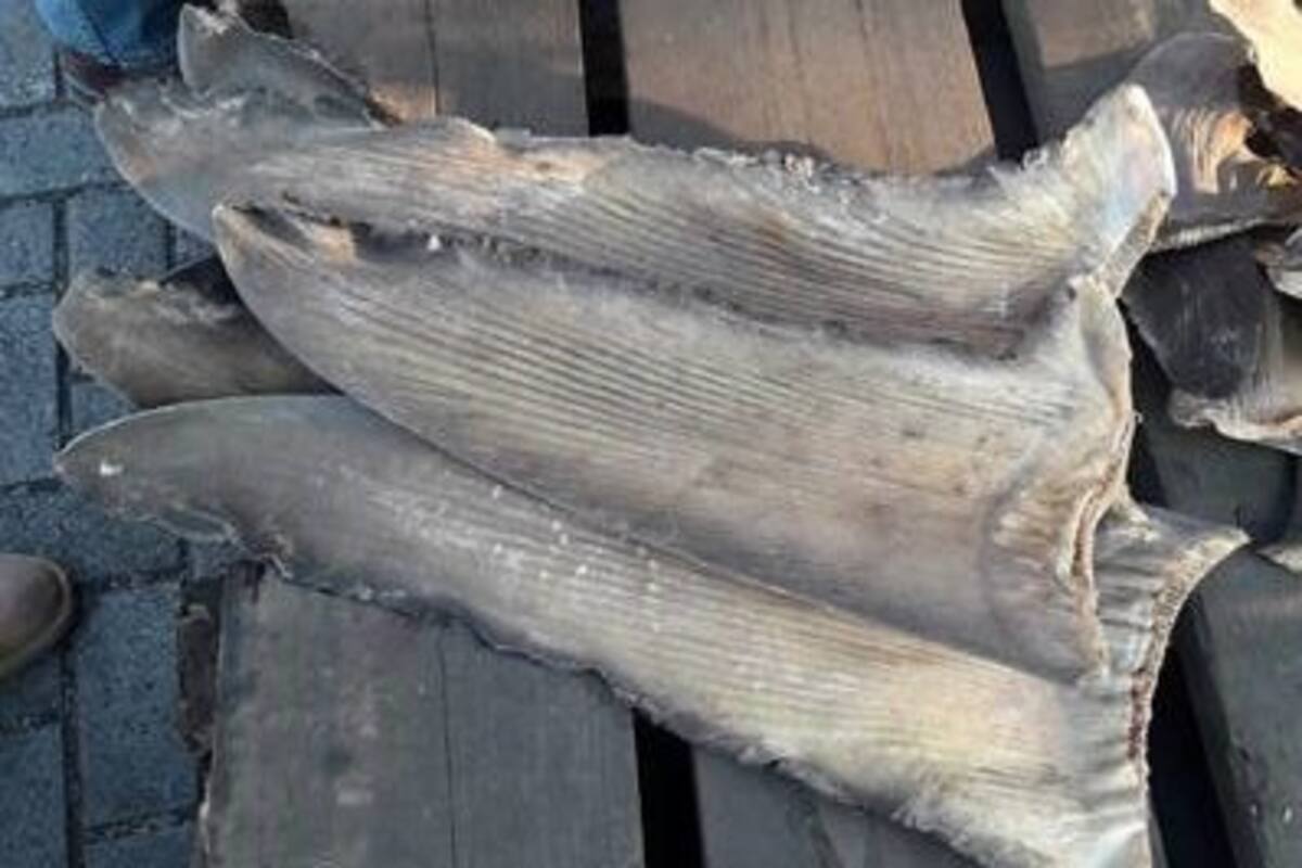 SAT asegura 10.4 toneladas de aletas de tiburón en Manzanillo