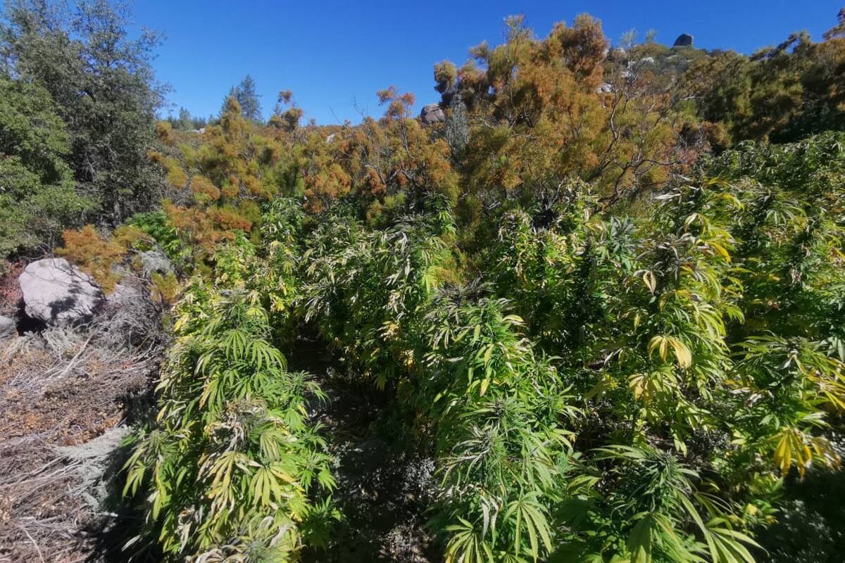 Destruyen PEP y GN 10 plantíos de mariguana en Ensenada