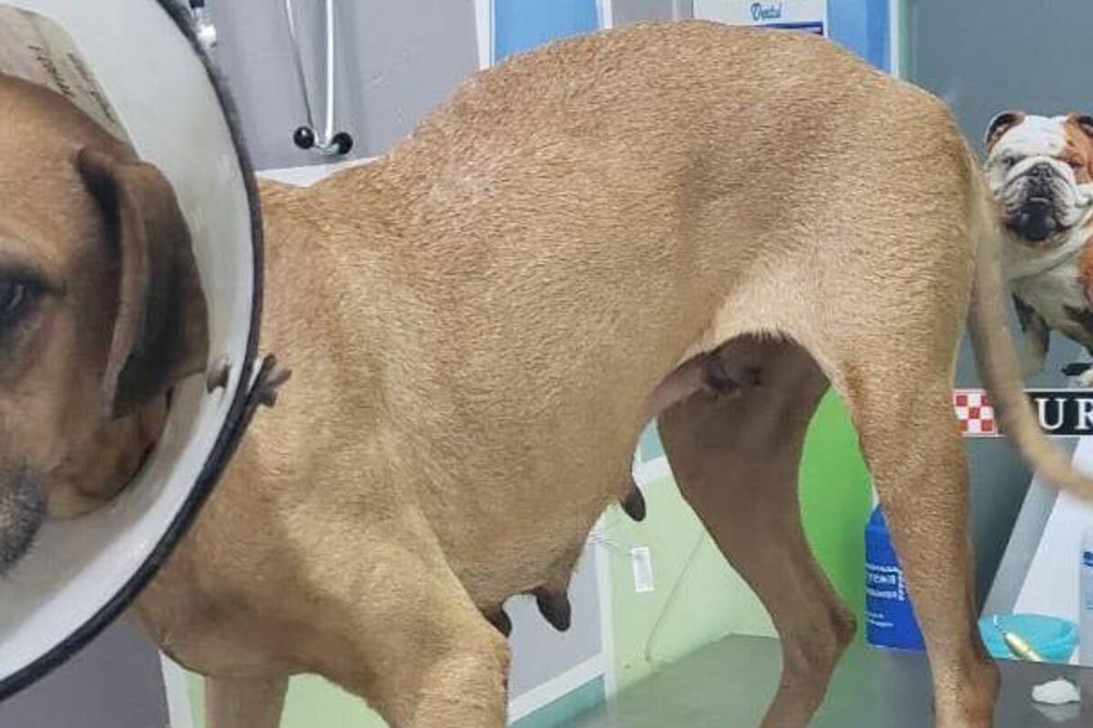 Piden ayuda para Bolita, perrita que padece cáncer rescatada por ITH