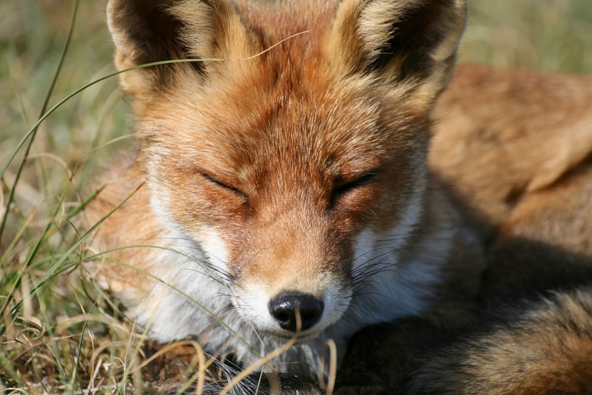 Científicos confirman que se puede tener un zorro de mascota