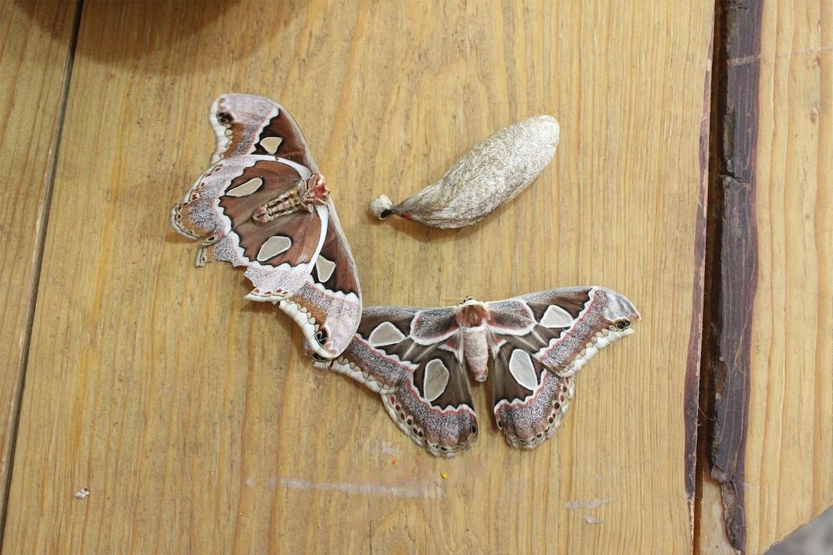 Alistan Segundo Seminario de Mariposarios