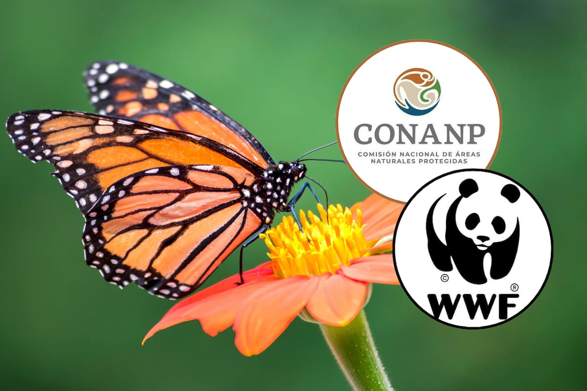 Aumenta un 99% la presencia de la mariposa Monarca en los bosques de México durante la temporada 2024-2025