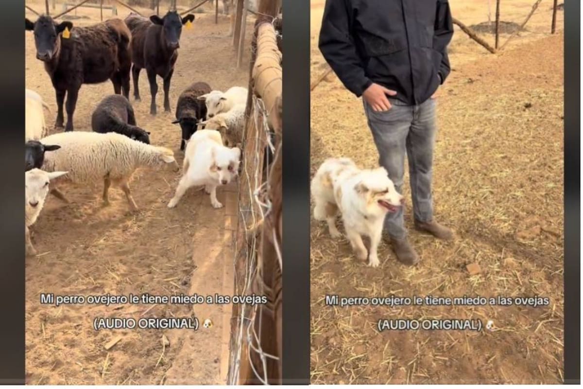 Viral: Perrito ovejero le tiene miedo a las ovejas y conmueve en redes