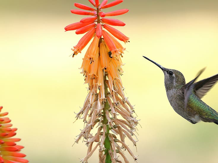 Cómo atraer colibríes al jardín de forma segura y sencilla