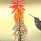 Cómo atraer colibríes al jardín de forma segura y sencilla