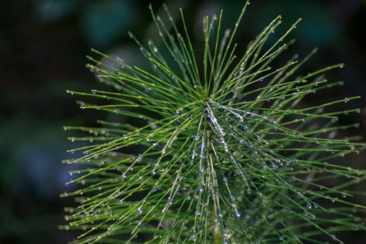 Esta es la planta medicinal que mejora la función de los riñones