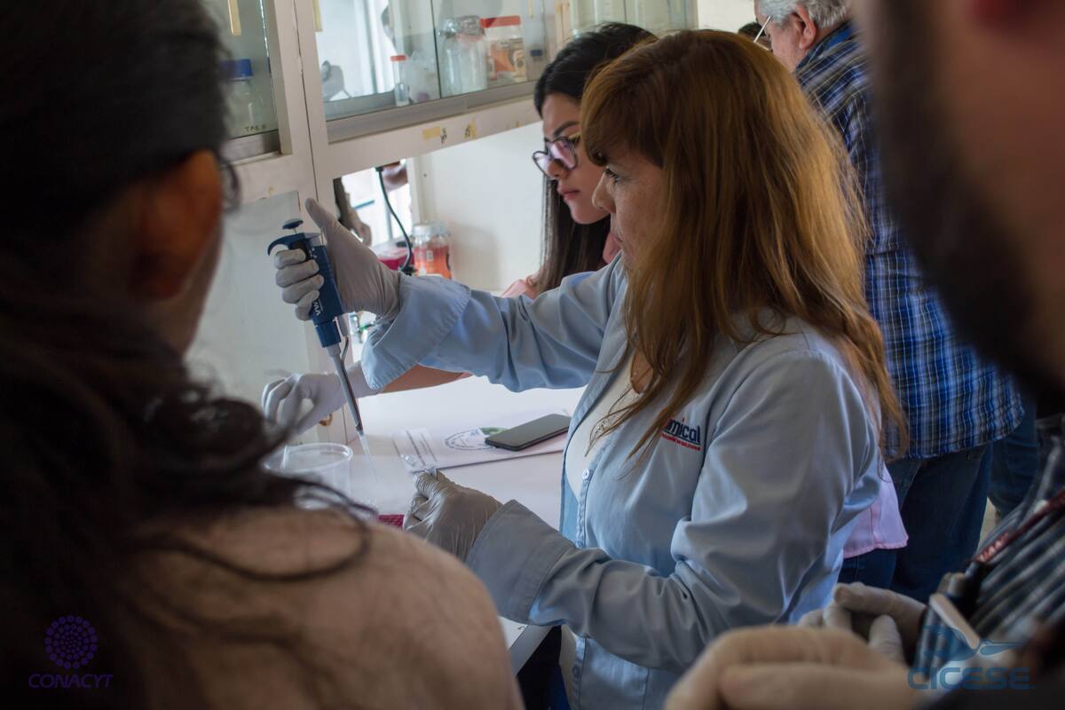 Cicese hace pruebas para detectar virus en cultivos de tomate