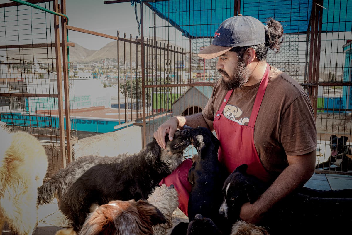Refugio en Tijuana alberga a más de 60 perros rescatados y pide apoyo ciudadano