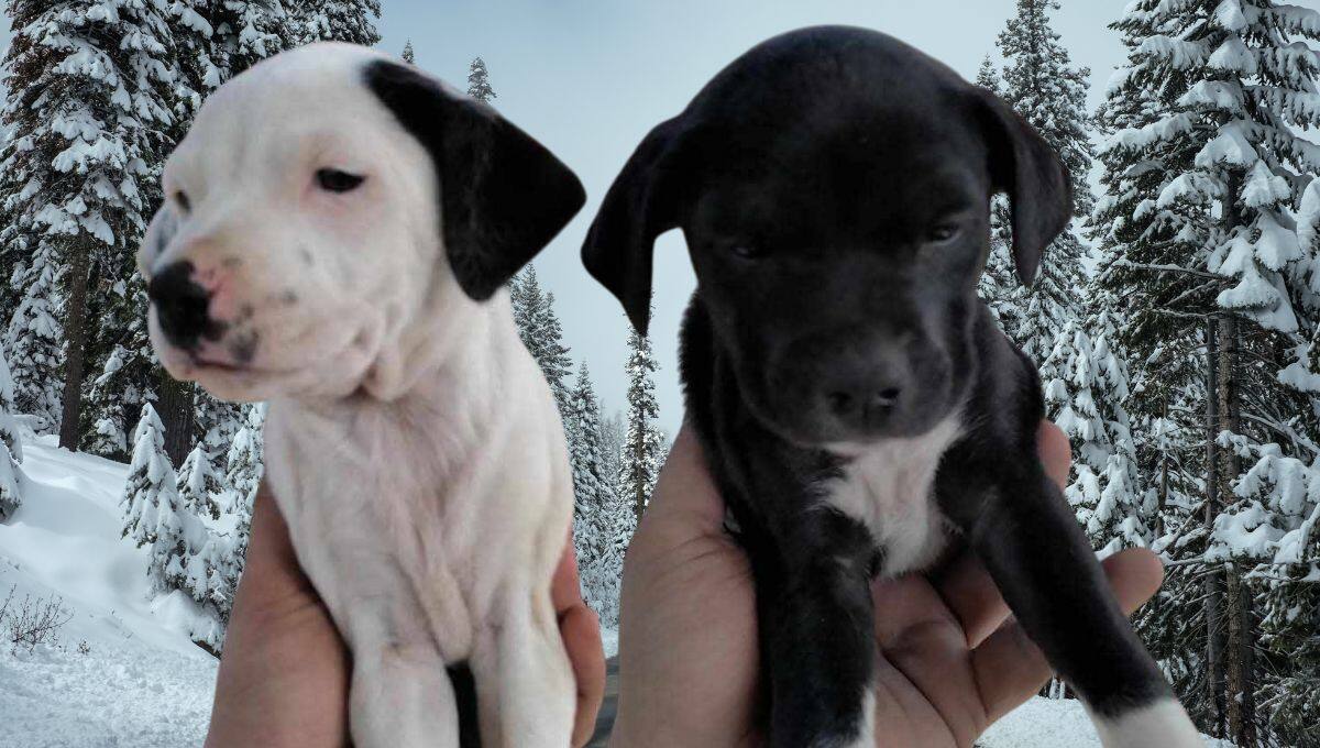 Cachorros en adopción