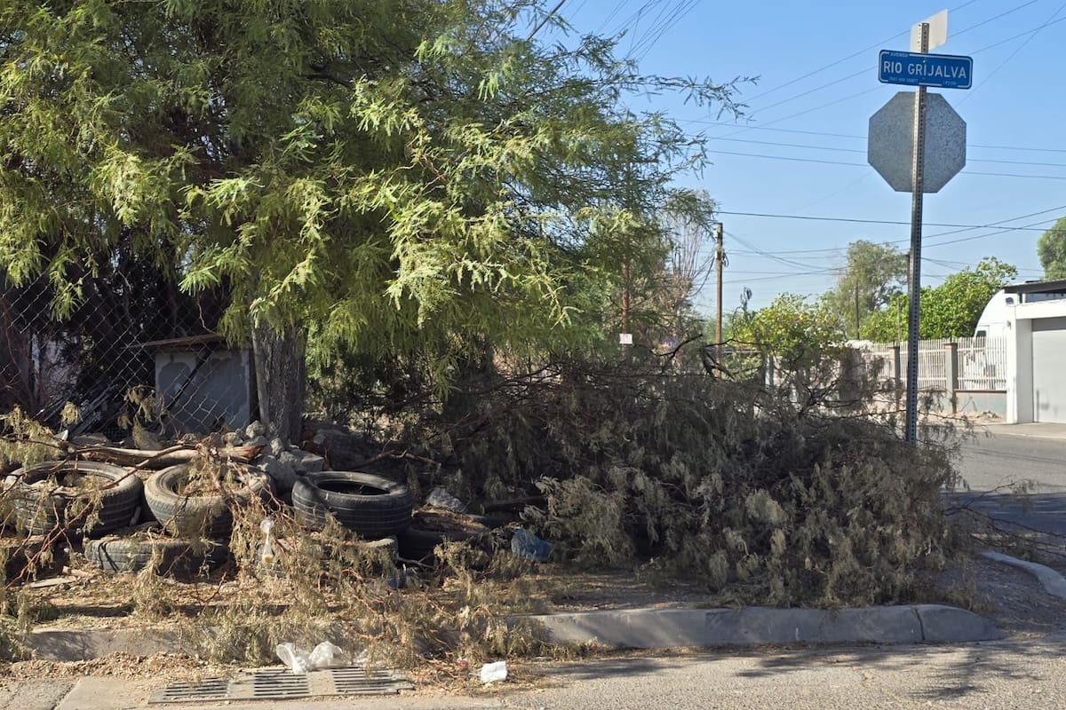 Casi 170 reportes por restos de poda de CFE en Mexicali